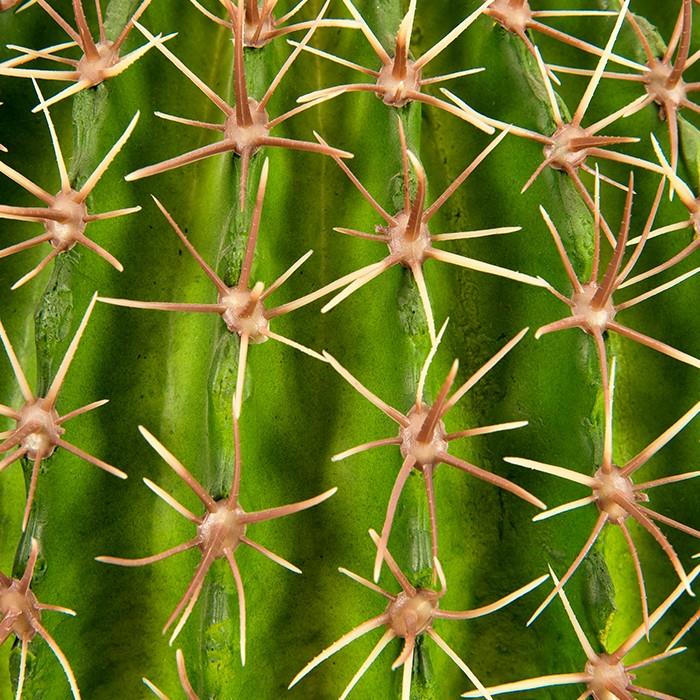 fake cactus fake cactus