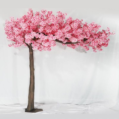 cherry blossom tree cherry blossom tree
