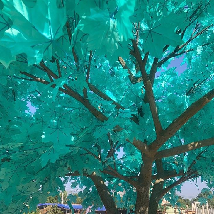 Blue Fake Japanese Maple Tree