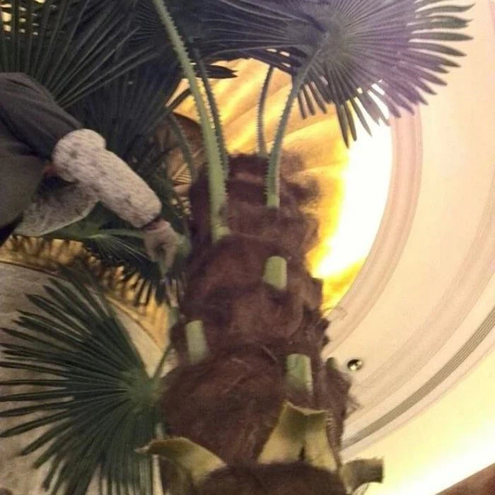 Hotel Artificial Washingtonia Filifera Palm Tree